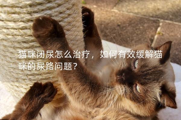 猫咪闭尿怎么治疗，如何有效缓解猫咪的尿路问题？