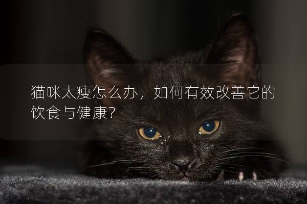 猫咪太瘦怎么办，如何有效改善它的饮食与健康？