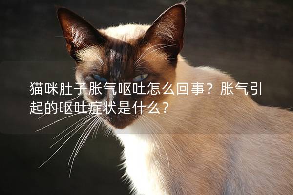 猫咪肚子胀气呕吐怎么回事？胀气引起的呕吐症状是什么？