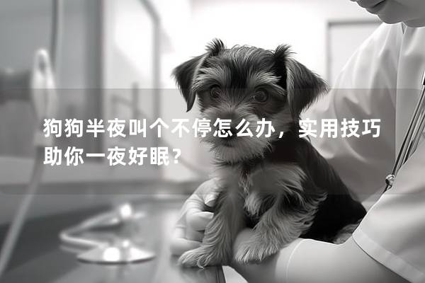 狗狗半夜叫个不停怎么办，实用技巧助你一夜好眠？