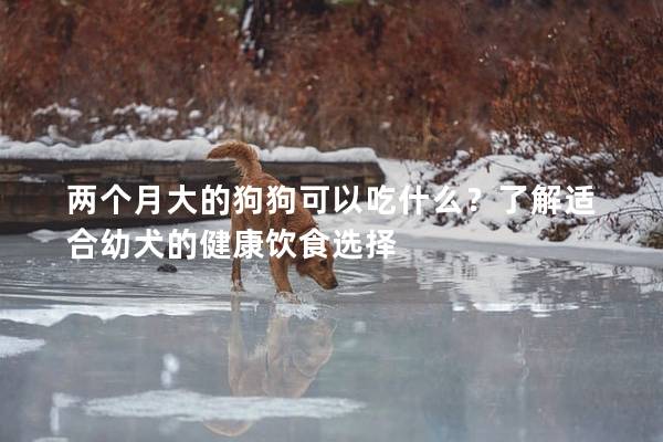 两个月大的狗狗可以吃什么？了解适合幼犬的健康饮食选择