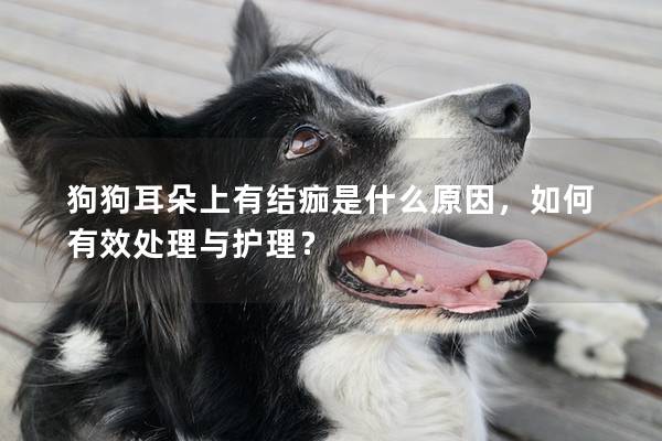 狗狗耳朵上有结痂是什么原因，如何有效处理与护理？