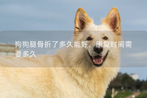 狗狗腿骨折了多久能好，康复时间需要多久