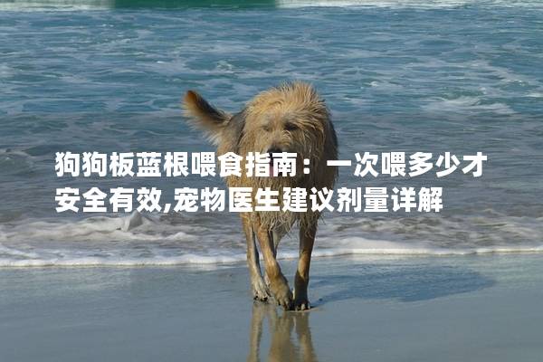 狗狗板蓝根喂食指南：一次喂多少才安全有效,宠物医生建议剂量详解