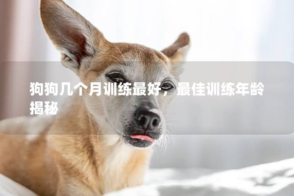 狗狗几个月训练最好，最佳训练年龄揭秘