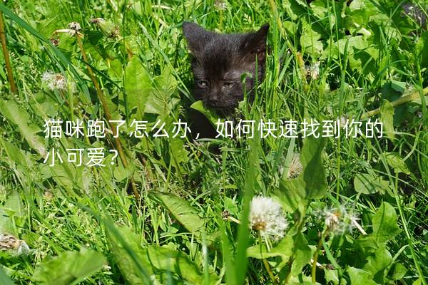 猫咪跑了怎么办，如何快速找到你的小可爱？