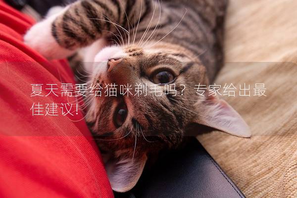 夏天需要给猫咪剃毛吗？专家给出最佳建议!