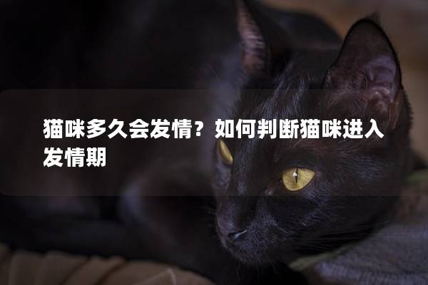 猫咪多久会发情？如何判断猫咪进入发情期