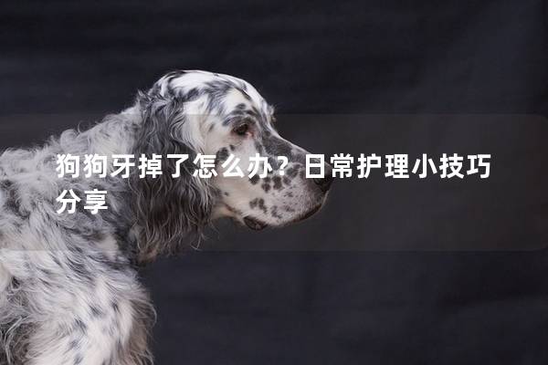 狗狗牙掉了怎么办？日常护理小技巧分享