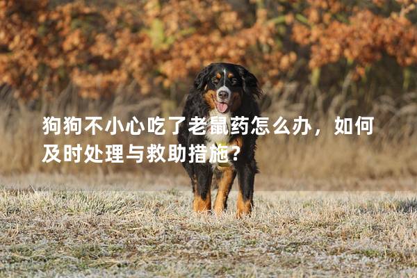狗狗不小心吃了老鼠药怎么办，如何及时处理与救助措施？