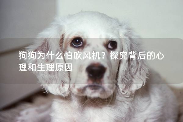 狗狗为什么怕吹风机？探究背后的心理和生理原因