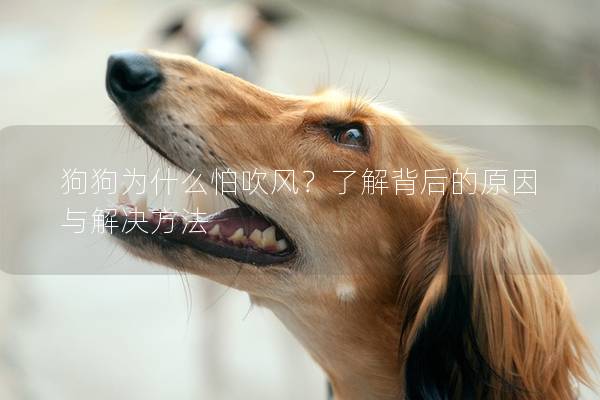 狗狗为什么怕吹风？了解背后的原因与解决方法