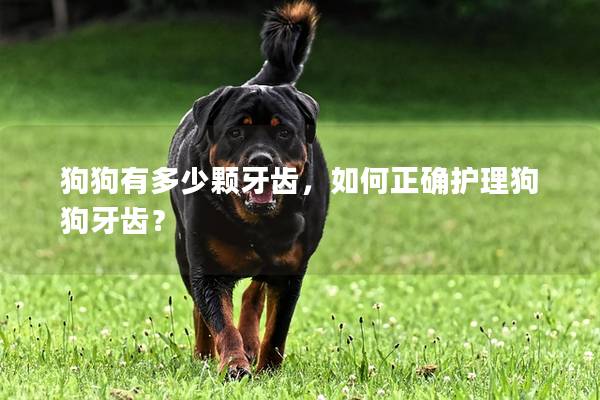 狗狗有多少颗牙齿，如何正确护理狗狗牙齿？