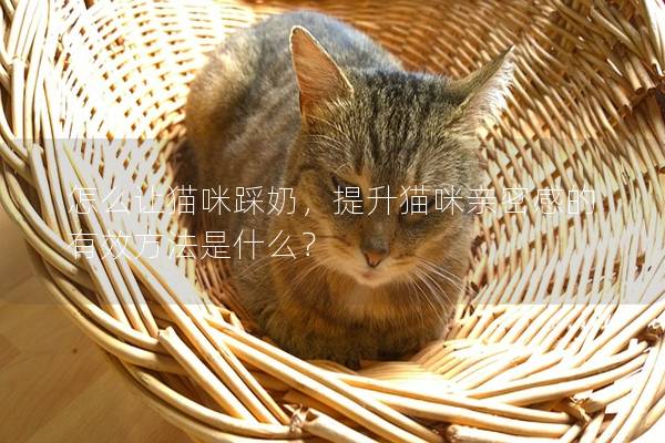 怎么让猫咪踩奶，提升猫咪亲密感的有效方法是什么？