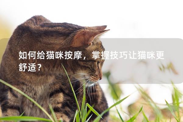 如何给猫咪按摩，掌握技巧让猫咪更舒适？