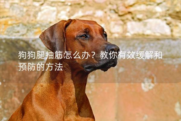 狗狗腿抽筋怎么办？教你有效缓解和预防的方法