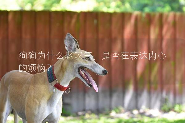 狗狗为什么老叹气，是否在表达内心的烦恼？
