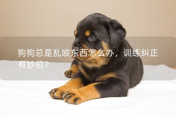 狗狗总是乱咬东西怎么办，训练纠正有妙招？