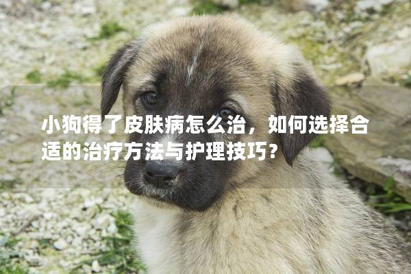 小狗得了皮肤病怎么治，如何选择合适的治疗方法与护理技巧？