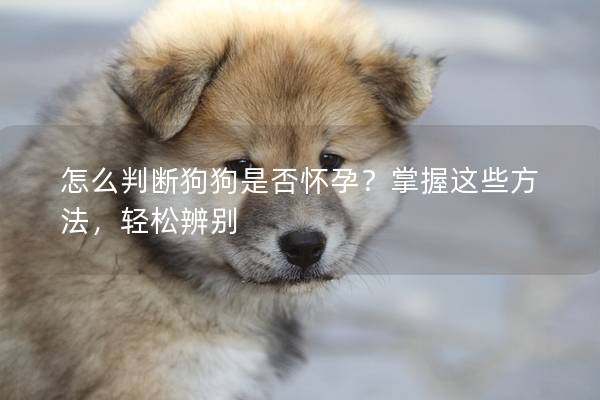 怎么判断狗狗是否怀孕？掌握这些方法，轻松辨别