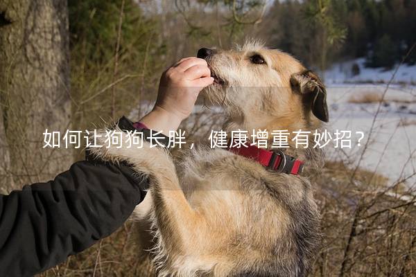 如何让狗狗长胖，健康增重有妙招？