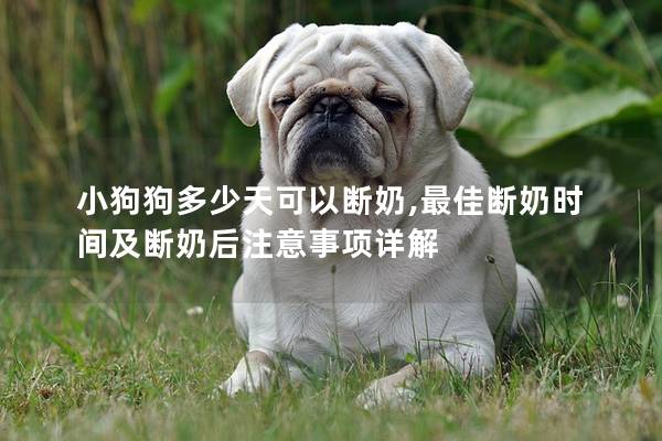 小狗狗多少天可以断奶,最佳断奶时间及断奶后注意事项详解