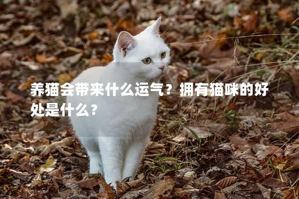 养猫会带来什么运气？拥有猫咪的好处是什么？