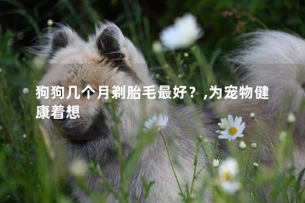 狗狗几个月剃胎毛最好？,为宠物健康着想