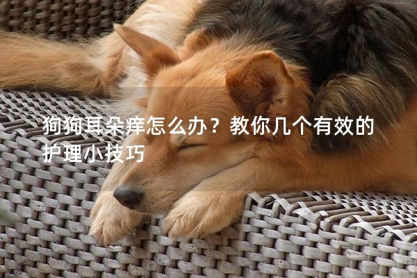 狗狗耳朵痒怎么办？教你几个有效的护理小技巧