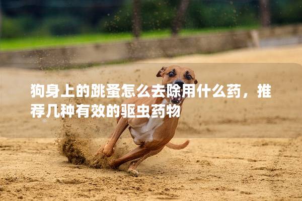 狗身上的跳蚤怎么去除用什么药，推荐几种有效的驱虫药物