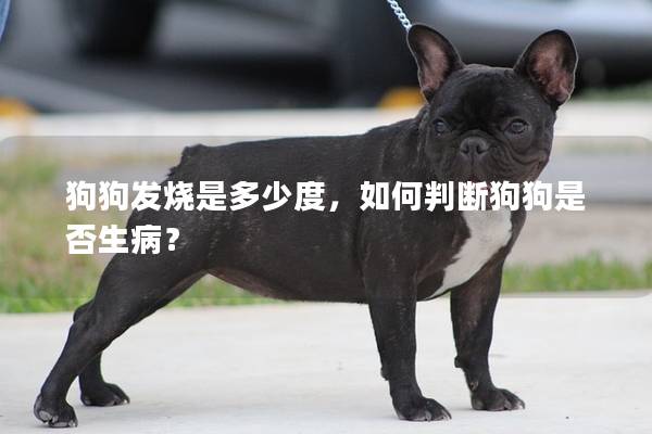 狗狗发烧是多少度，如何判断狗狗是否生病？