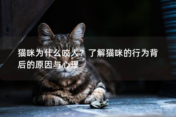 猫咪为什么咬人？了解猫咪的行为背后的原因与心理