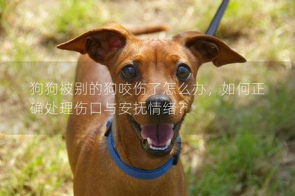 狗狗被别的狗咬伤了怎么办，如何正确处理伤口与安抚情绪？