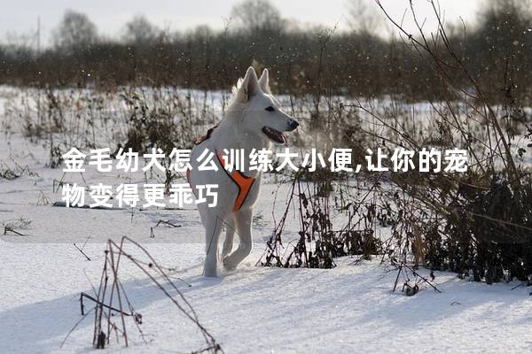 金毛幼犬怎么训练大小便,让你的宠物变得更乖巧