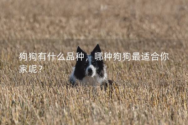 狗狗有什么品种，哪种狗狗最适合你家呢？