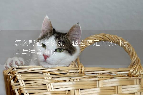 怎么帮猫咪洗澡，轻松搞定的实用技巧与注意事项