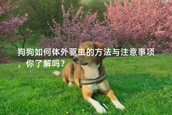 狗狗如何体外驱虫的方法与注意事项，你了解吗？