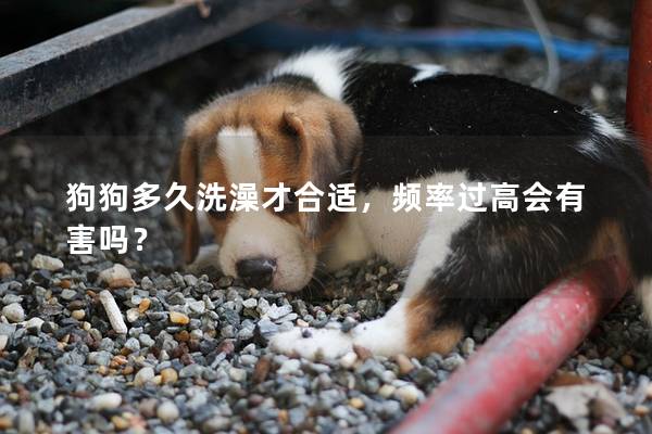 狗狗多久洗澡才合适，频率过高会有害吗？