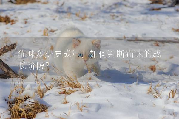 猫咪多少岁成年，如何判断猫咪的成长阶段？