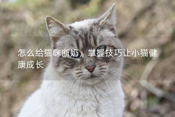 怎么给猫咪断奶，掌握技巧让小猫健康成长