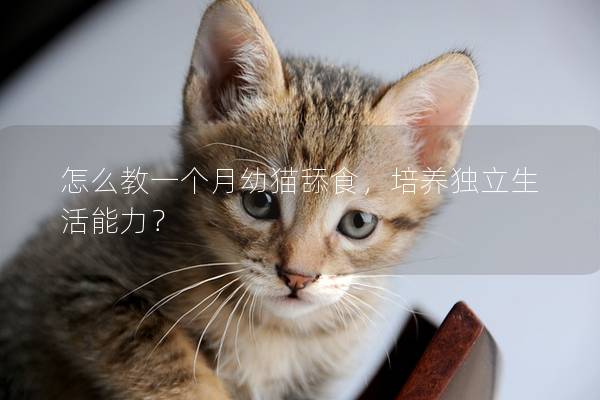 怎么教一个月幼猫舔食，培养独立生活能力？