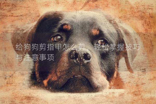 给狗狗剪指甲怎么剪，轻松掌握技巧与注意事项