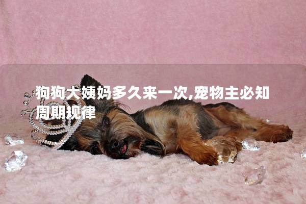 狗狗大姨妈多久来一次,宠物主必知周期规律
