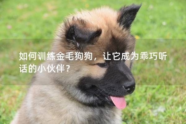 如何训练金毛狗狗，让它成为乖巧听话的小伙伴？