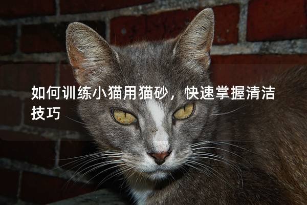 如何训练小猫用猫砂，快速掌握清洁技巧