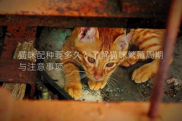 猫咪配种要多久？了解猫咪繁殖周期与注意事项