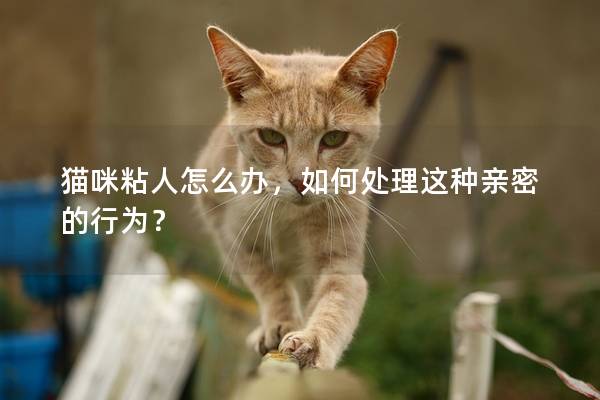 猫咪粘人怎么办，如何处理这种亲密的行为？