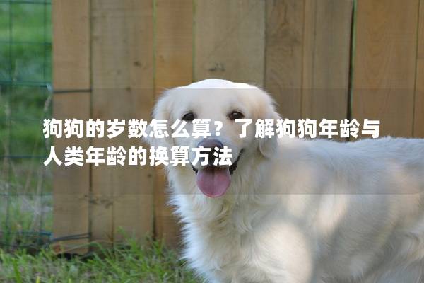 狗狗的岁数怎么算？了解狗狗年龄与人类年龄的换算方法