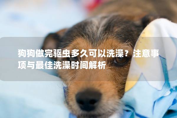 狗狗做完驱虫多久可以洗澡？注意事项与最佳洗澡时间解析