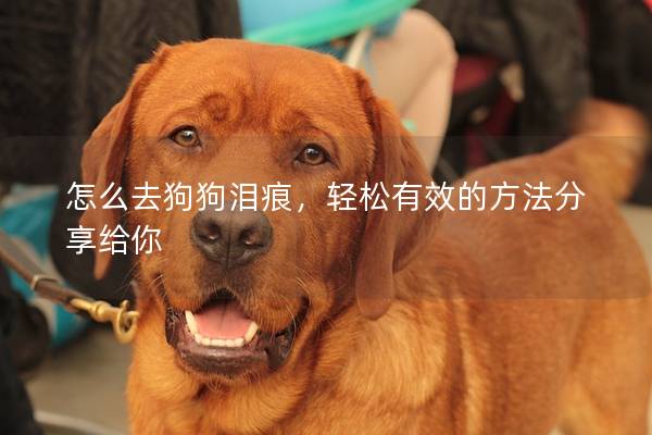 怎么去狗狗泪痕，轻松有效的方法分享给你